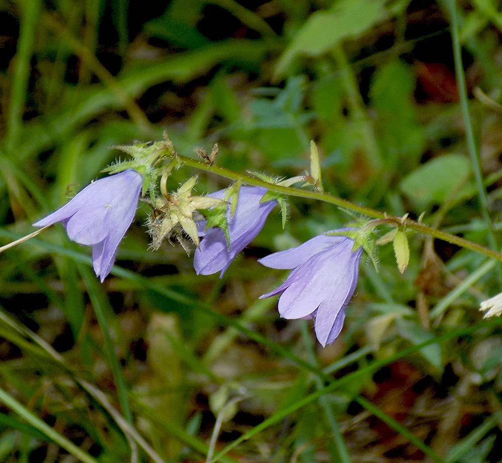 Изображение особи Campanula hohenackeri.