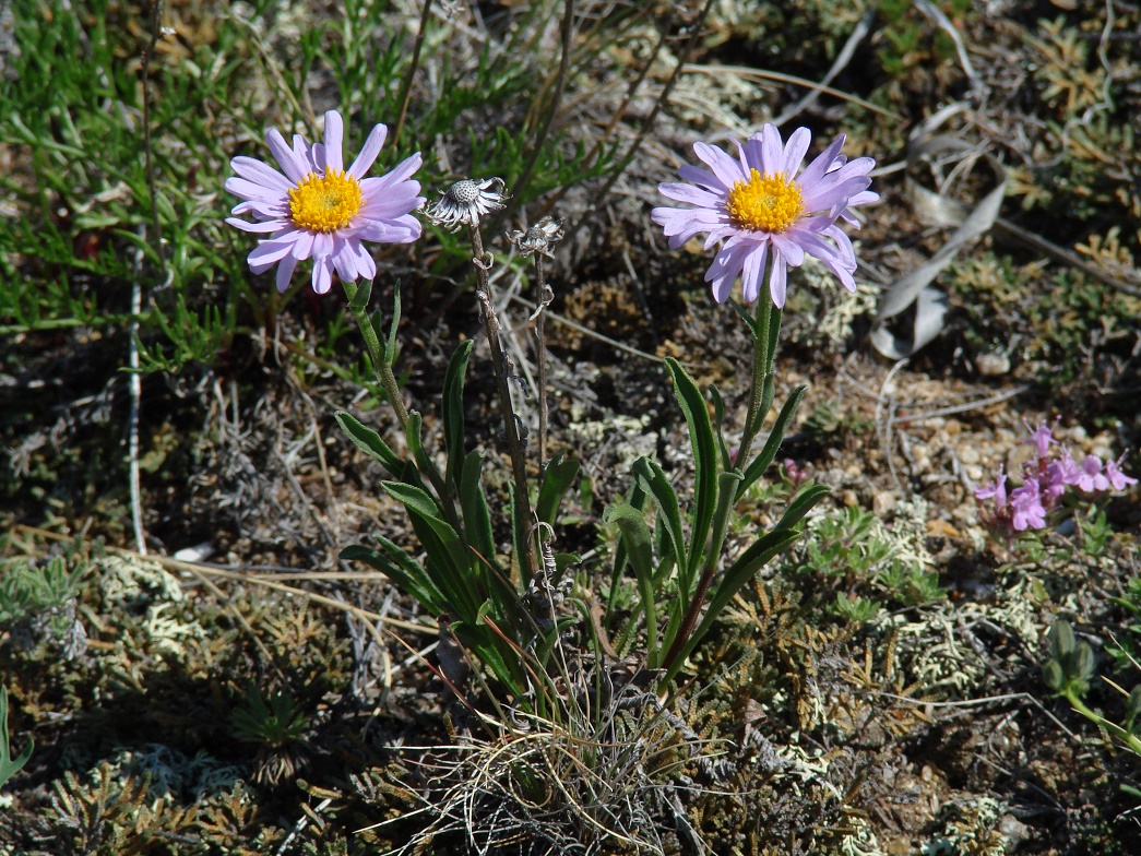 Image of Aster serpentimontanus specimen.