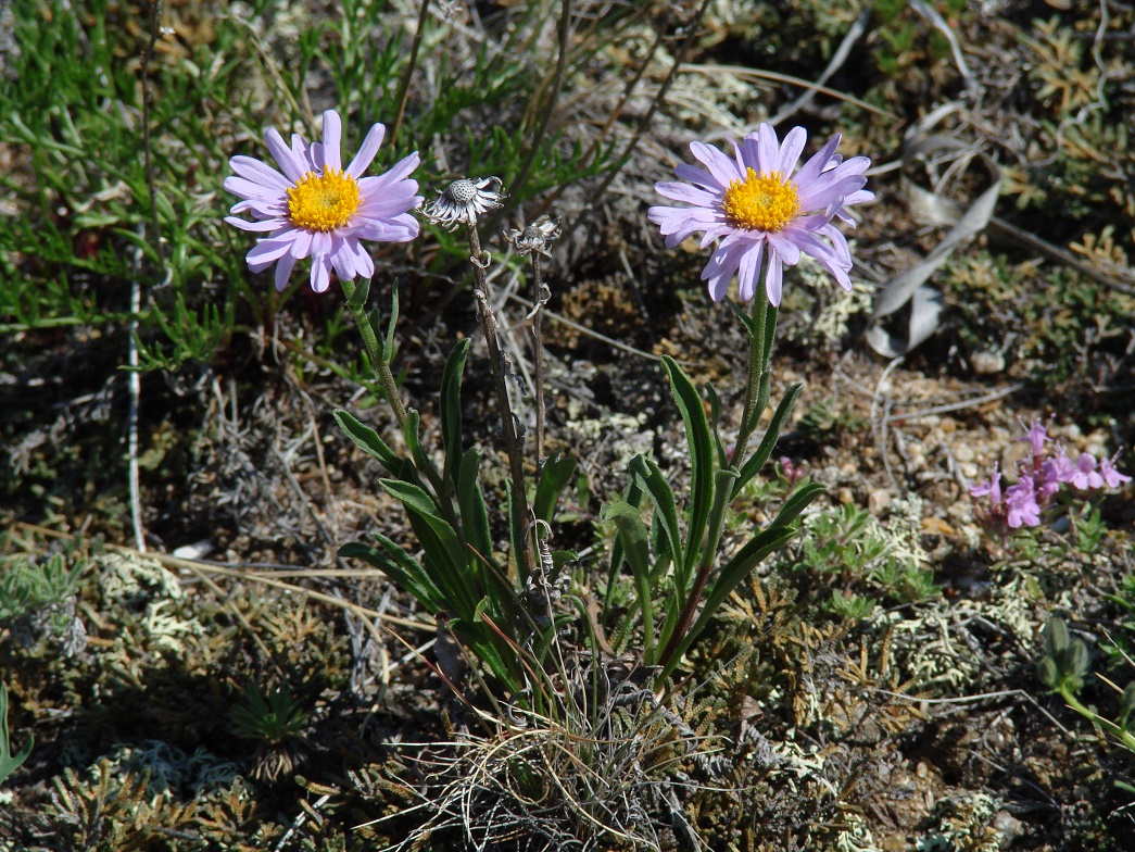 Изображение особи Aster serpentimontanus.