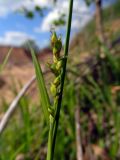 Carex pilosa