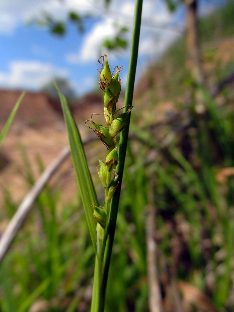 Изображение особи Carex pilosa.