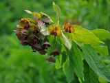 Euphorbia oblongifolia