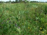 Vicia pseudorobus