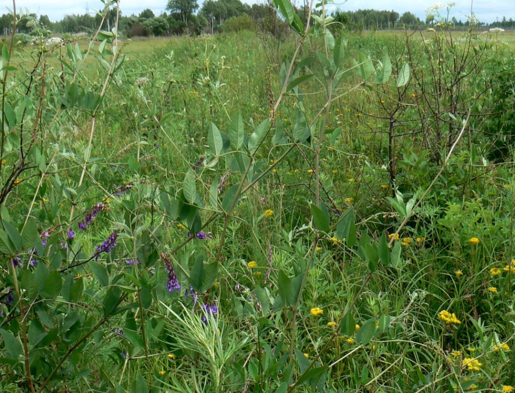 Image of Vicia pseudorobus specimen.