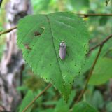 Betula dauurica. Лист с жуком. Амурская обл., Бурейский р-н, окр. с. Виноградовка, обочина дороги среди разнопородных кустарников. 20.07.2016.