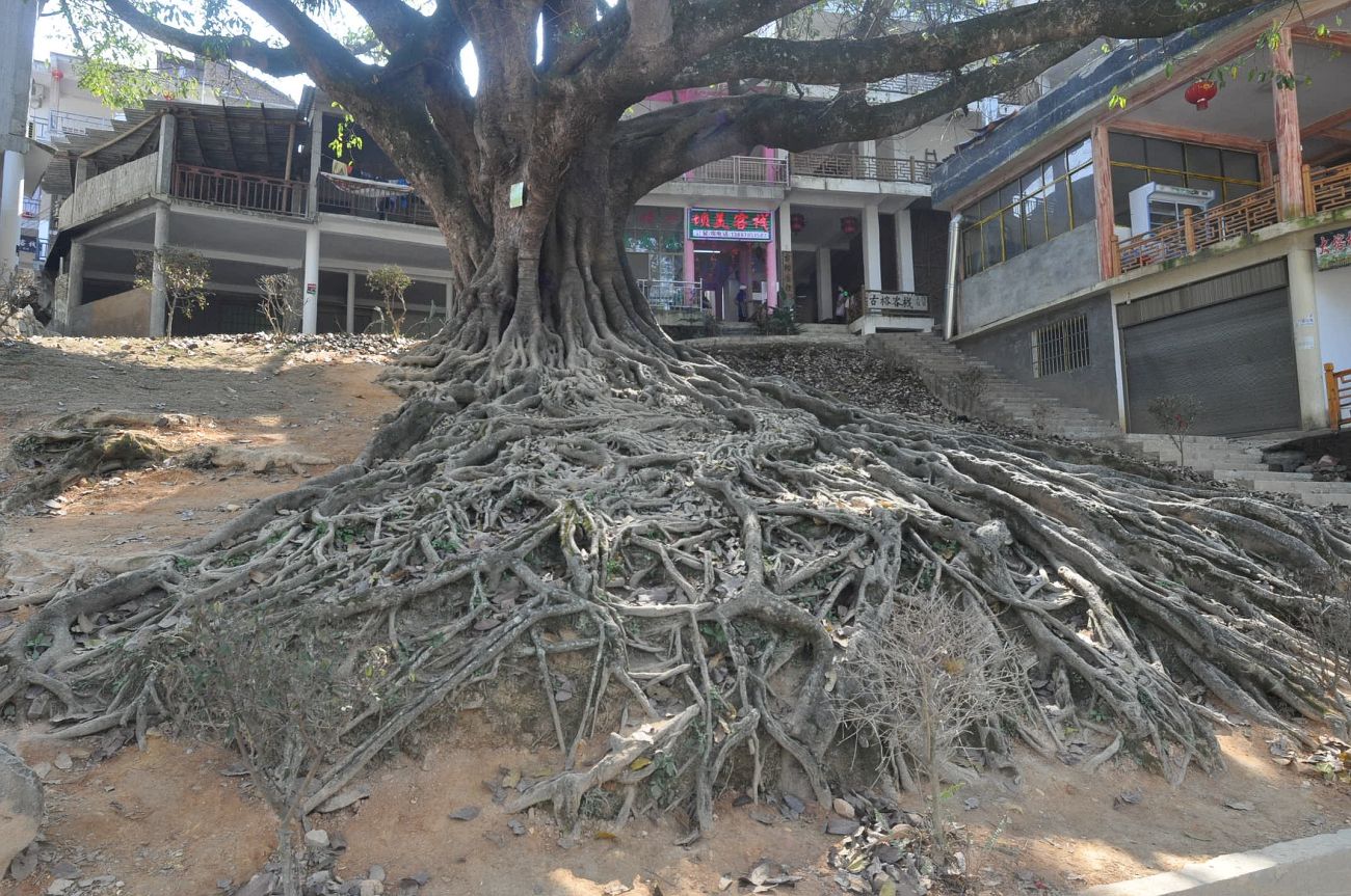 Image of Ficus altissima specimen.