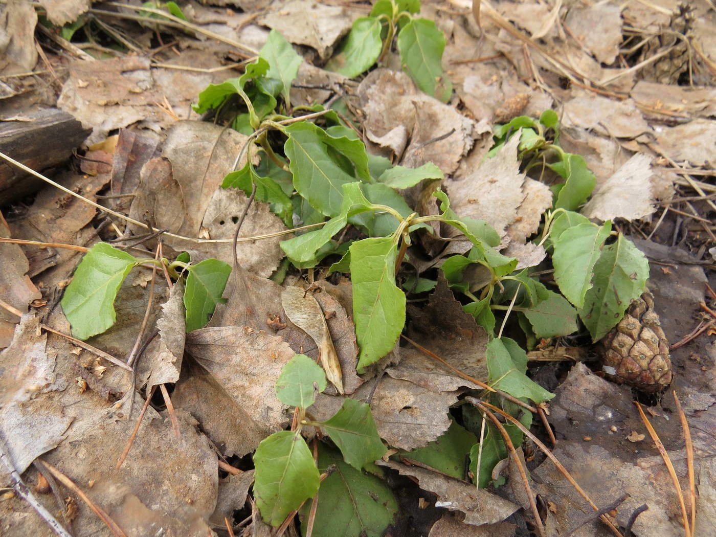 Image of Orthilia secunda specimen.