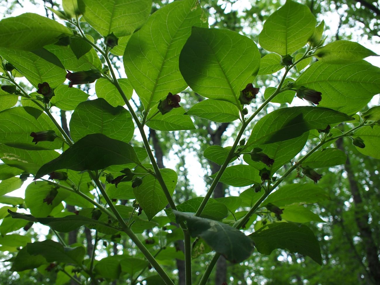 Image of Atropa bella-donna specimen.