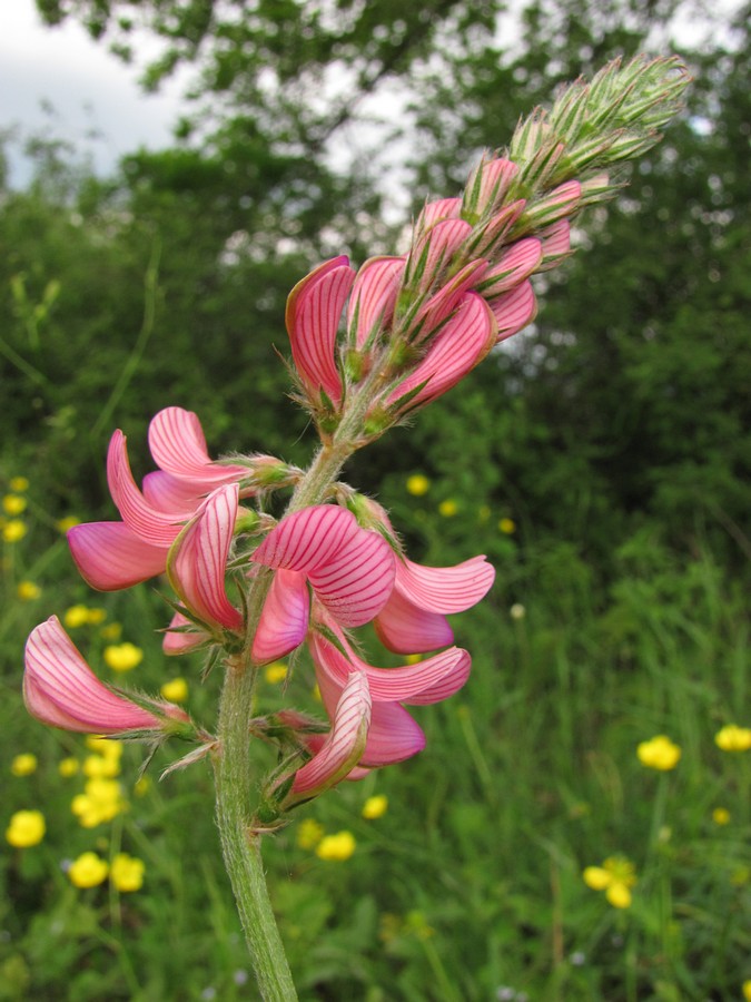 Изображение особи Onobrychis viciifolia.