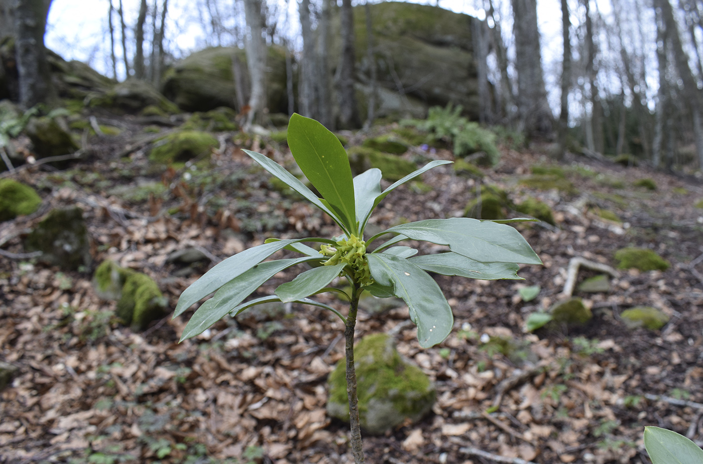 Image of Daphne laureola specimen.