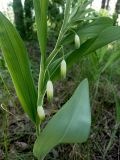 Polygonatum odoratum. Цветущее растение. Чувашия, окр. г. Шумерля, урочище Паланская грива, сосновый лес. 21.05.2018.