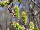 Salix schwerinii