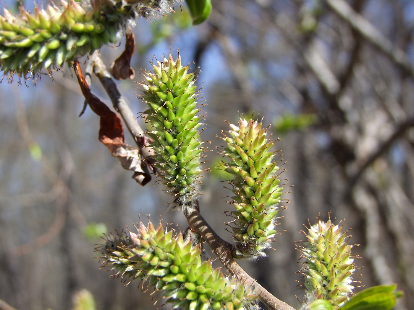 Изображение особи Salix schwerinii.