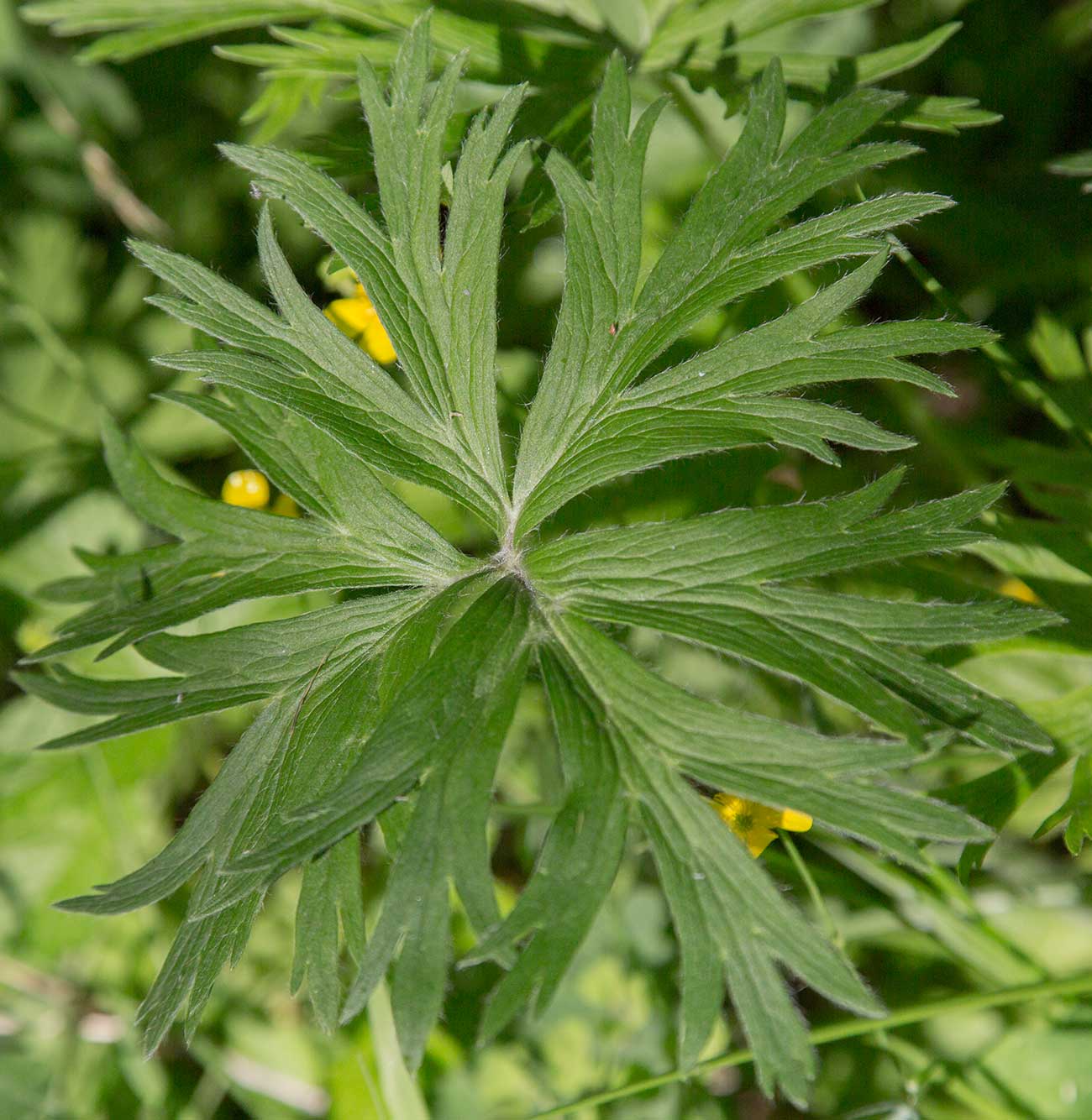 Image of Anemonastrum crinitum specimen.