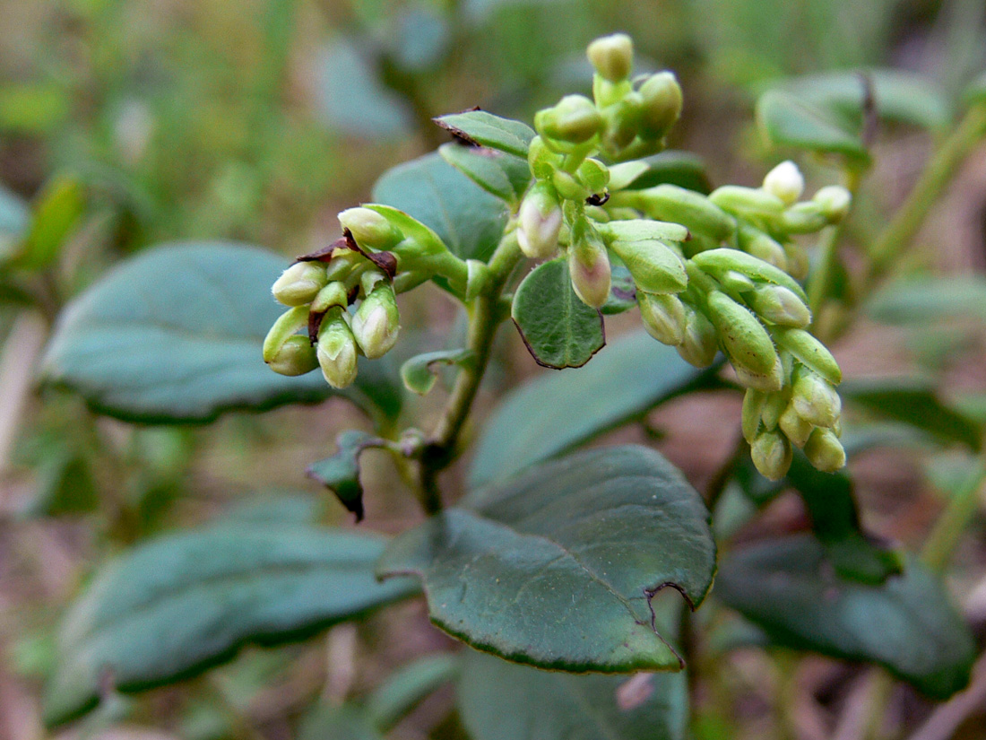 Image of Vaccinium vitis-idaea specimen.