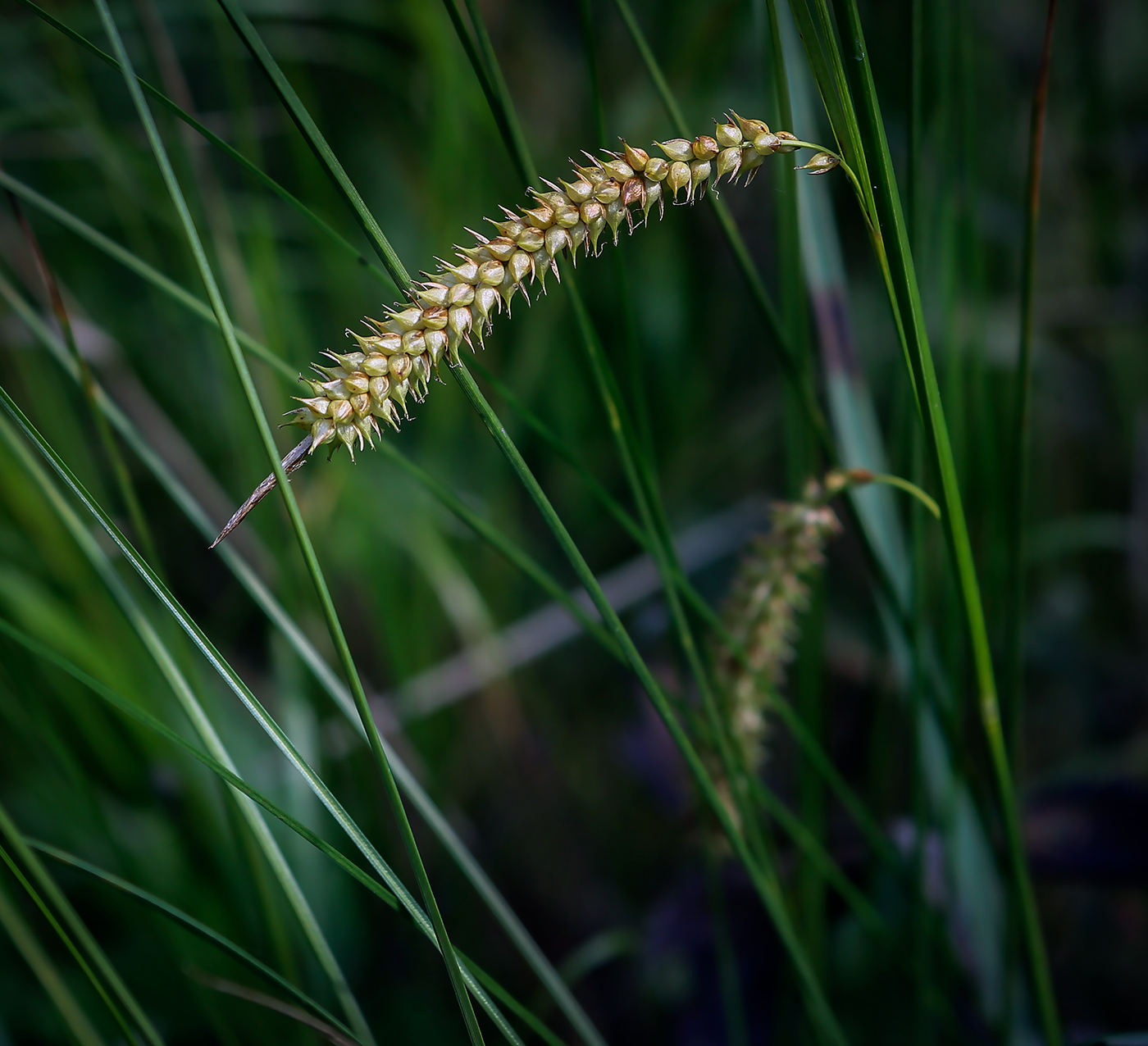 Изображение особи Carex rostrata.