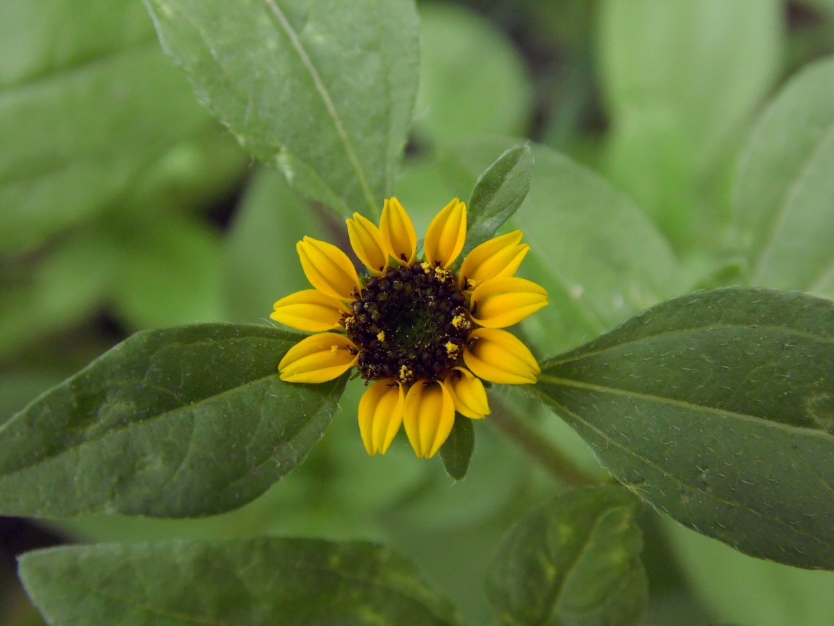 Image of Sanvitalia procumbens specimen.