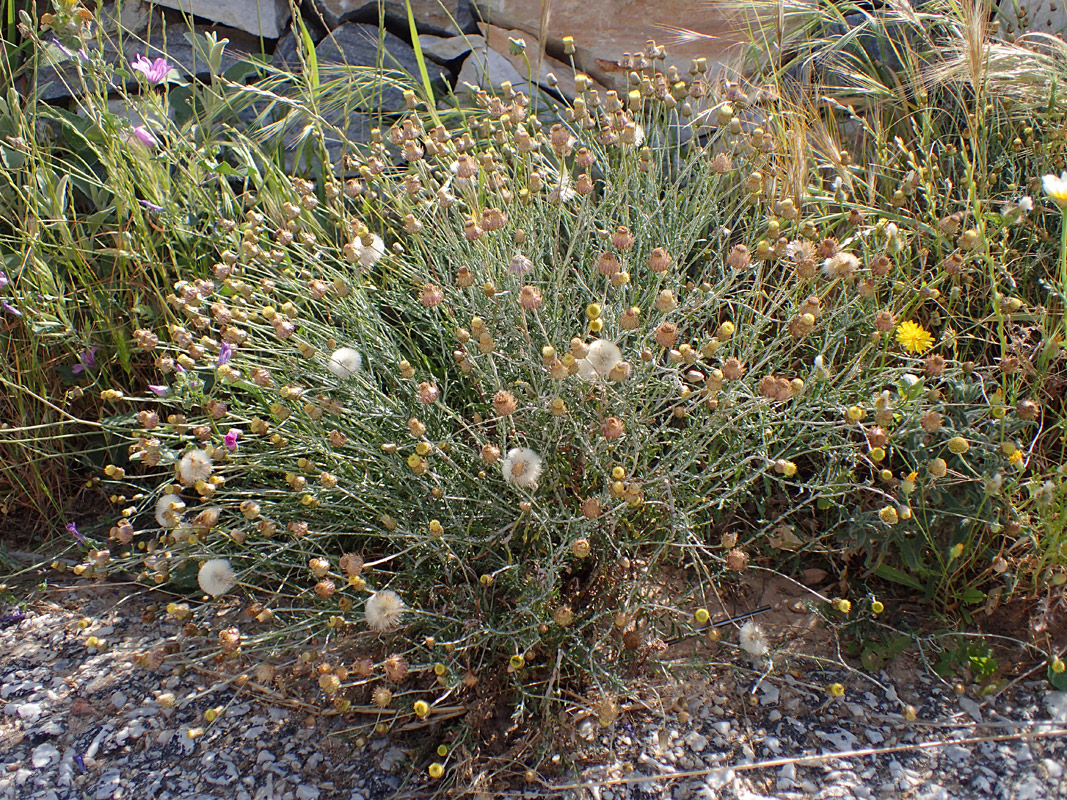 Image of Phagnalon rupestre ssp. graecum specimen.