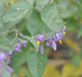 Solanum pseudopersicum. Соцветия. Республика Северная Осетия-Алания, окр. с. Верхний Ларс, берег р. Терек, обочина дороги. 30.07.2018.