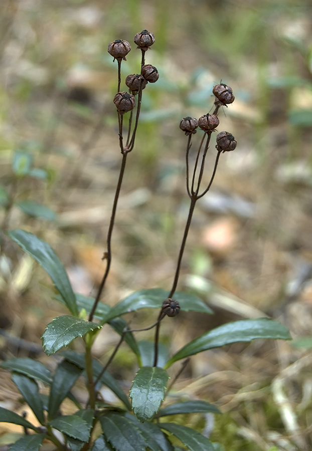 Изображение особи Chimaphila umbellata.