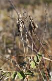 Astragalus frigidus