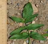 Sium latifolium. Лист (вид сверху). Восточный Казахстан, г. Усть-Каменогорск, правый берег р. Иртыш, влажный луг. 24.07.2018.