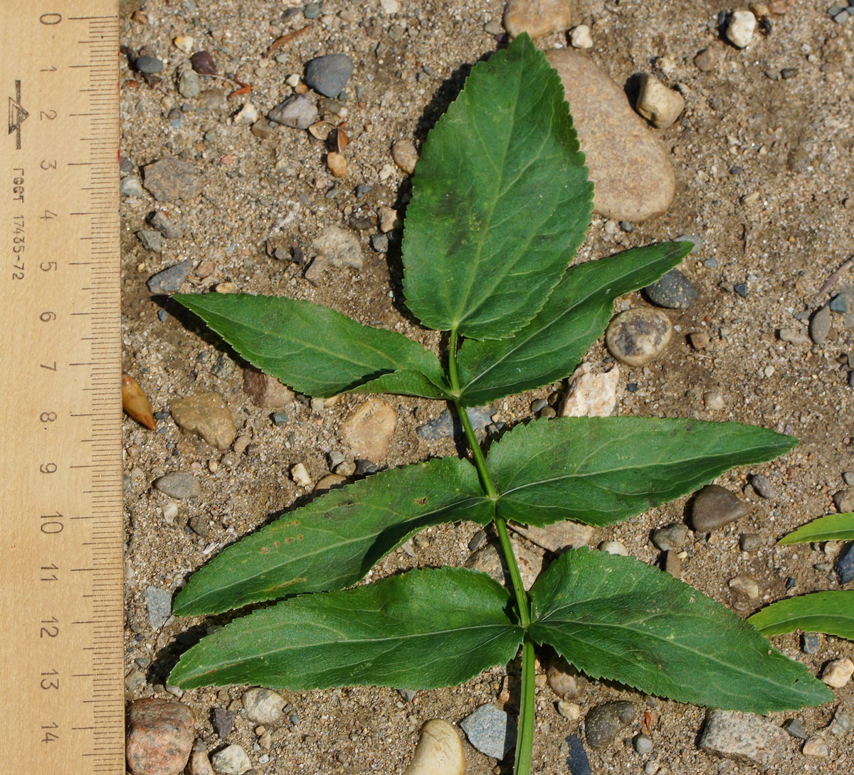 Изображение особи Sium latifolium.