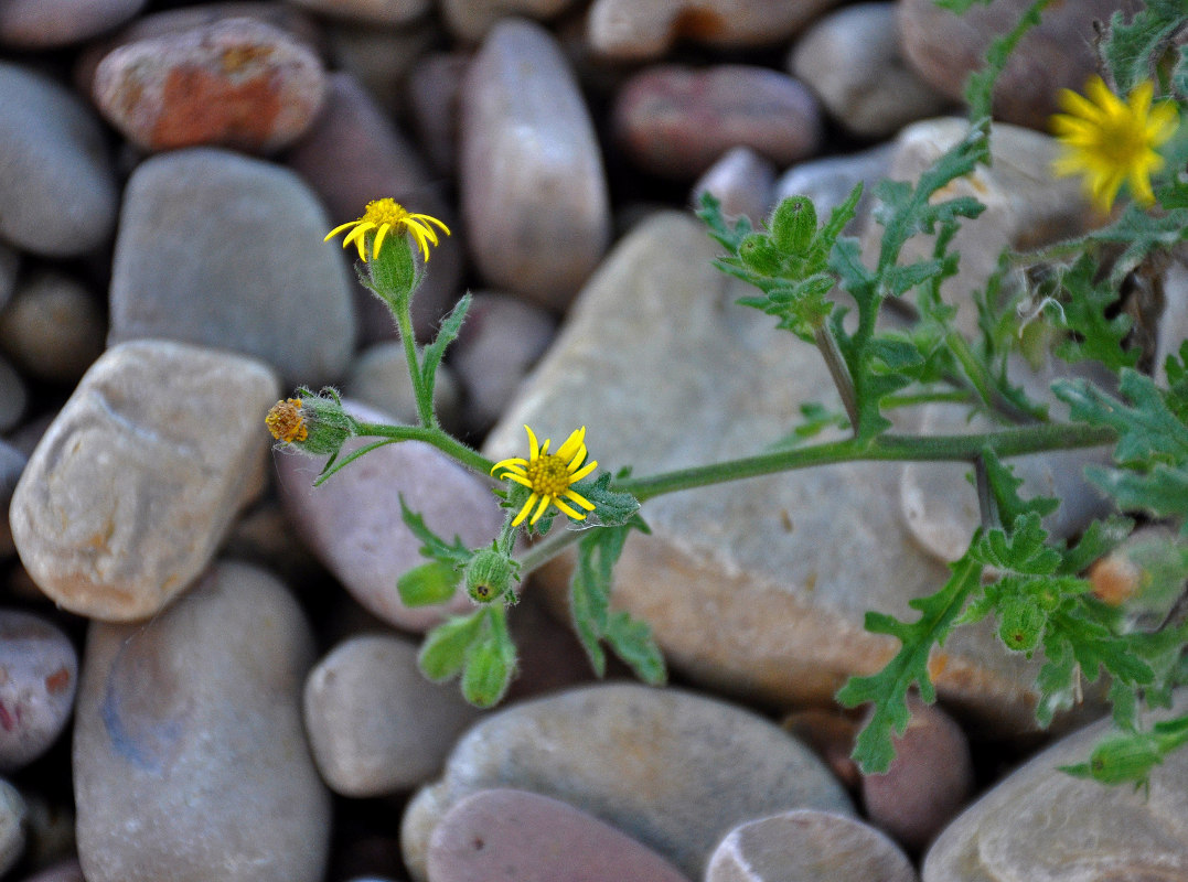 Изображение особи Senecio viscosus.