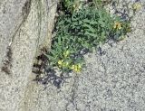 Linaria japonica. Цветущее растение. Приморье, Хасанский р-н, о-в Фуругельма, бухта Западная, скальное обнажение над прибрежной песчаной полосой. 28.07.2018.