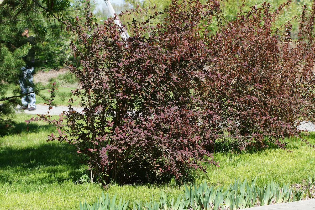 Image of Berberis vulgaris f. atropurpurea specimen.