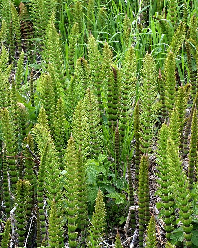 Изображение особи Equisetum telmateia.