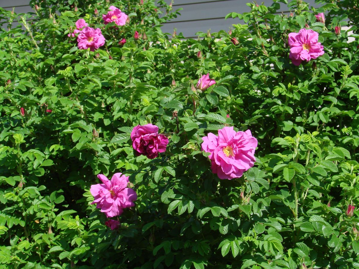 Image of Rosa rugosa specimen.