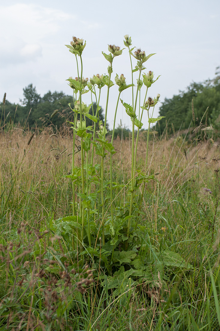 Изображение особи Cirsium oleraceum.