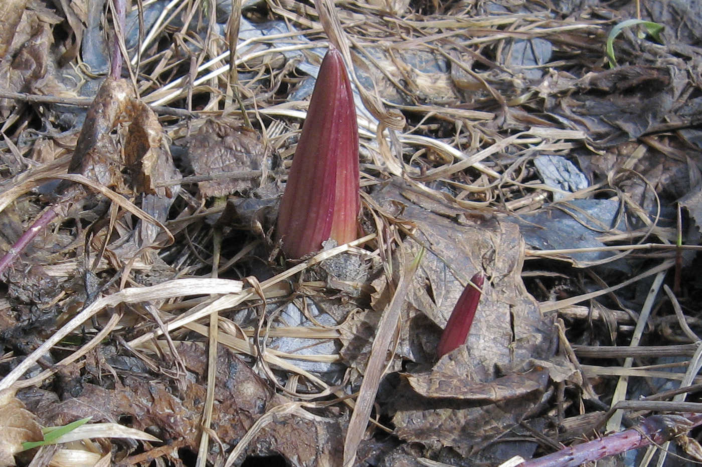 Image of Petasites spurius specimen.