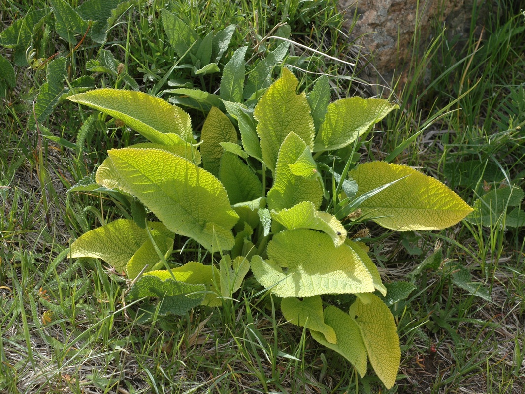 Изображение особи Phlomoides pratensis.