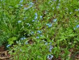 Myosotis sylvatica. Цветущие растения. Московская обл., Раменский р-н, пос. Ильинский, на дачном участке. 21.05.2017.