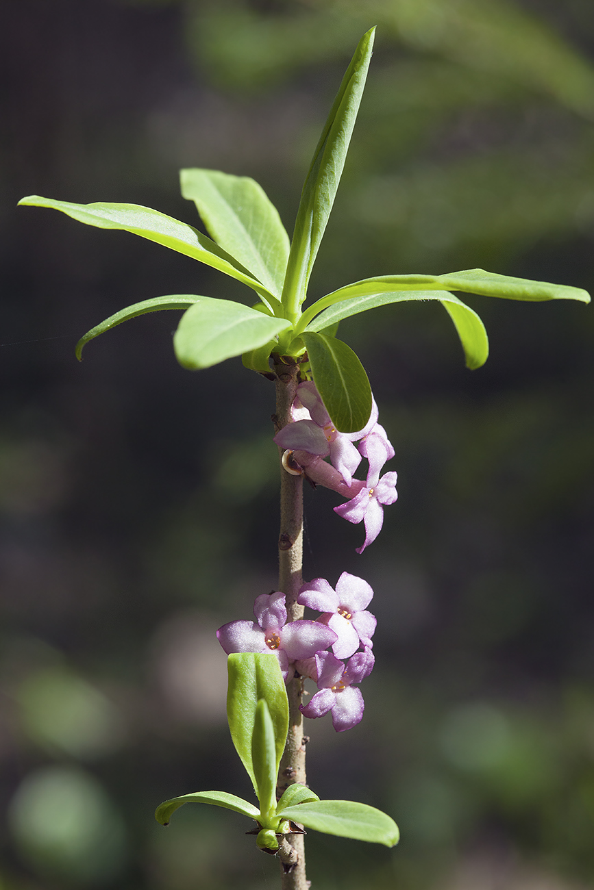 Изображение особи Daphne mezereum.