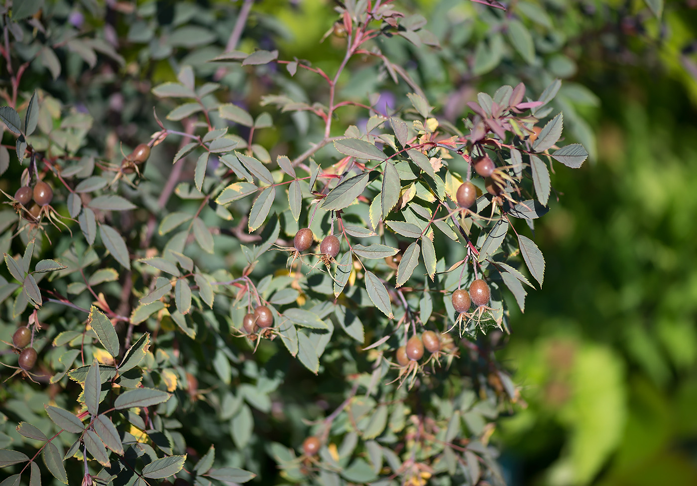 Image of Rosa glauca specimen.