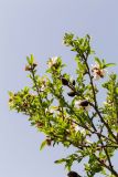 Amygdalus communis
