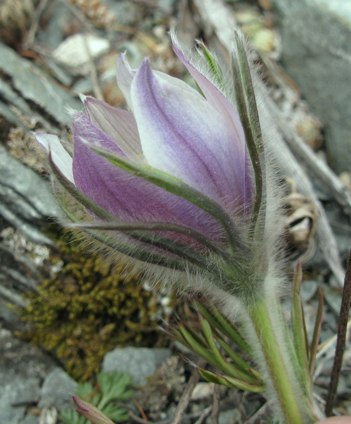 Изображение особи Pulsatilla herba-somnii.