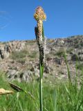 Carex melanostachya