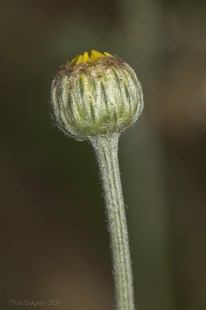 Изображение особи Anthemis tinctoria.