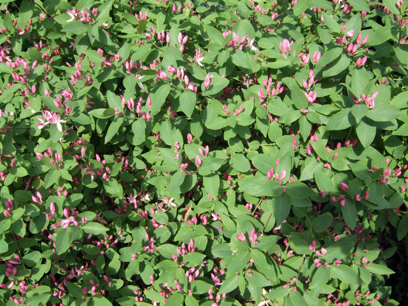 Image of Lonicera tatarica specimen.