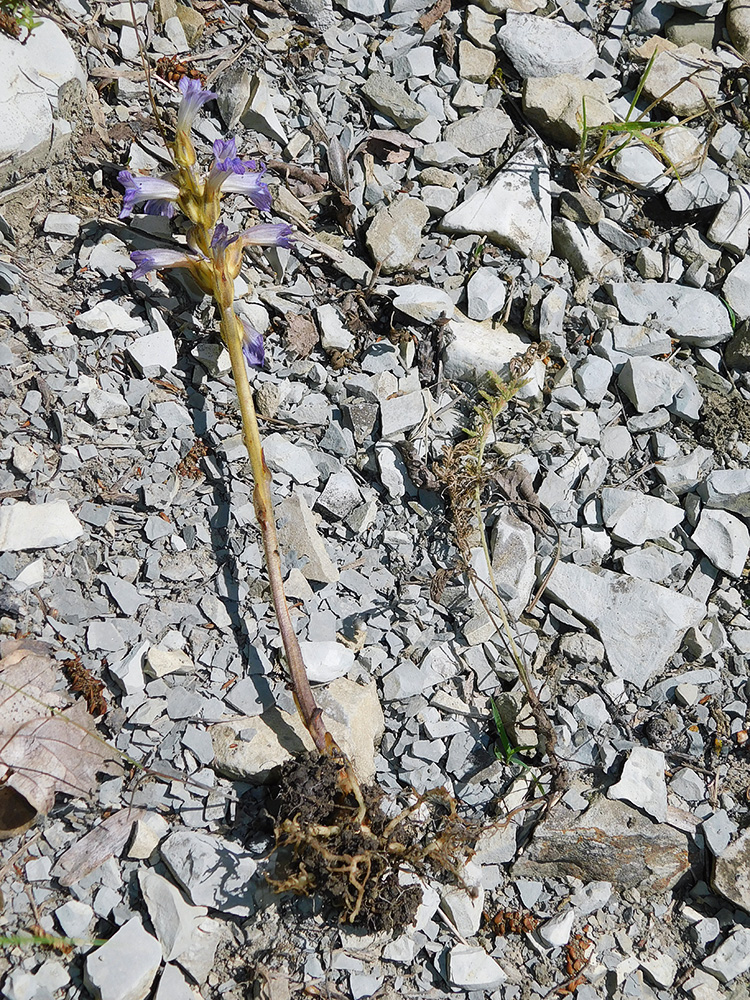 Image of Phelipanche purpurea specimen.