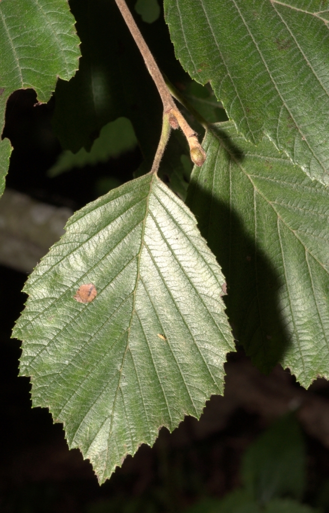 Image of Alnus incana specimen.