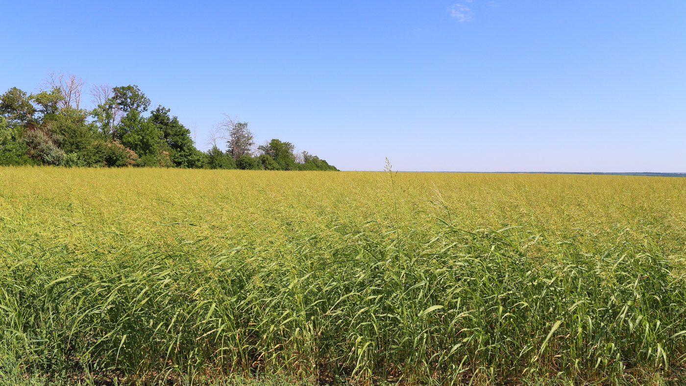 Image of Sorghum × drummondii specimen.
