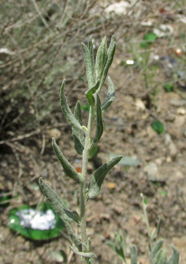 Image of Krascheninnikovia ceratoides specimen.