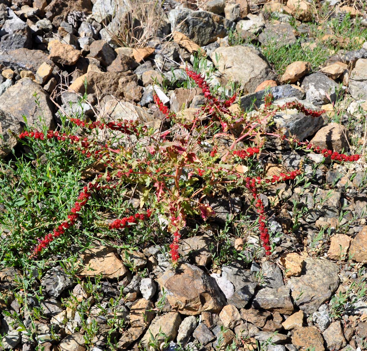 Image of Blitum virgatum specimen.