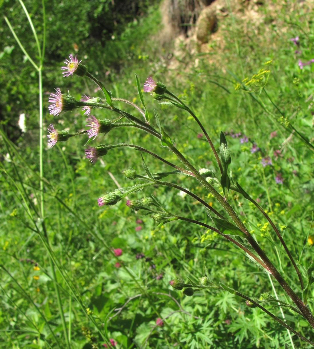 Image of Erigeron acris specimen.