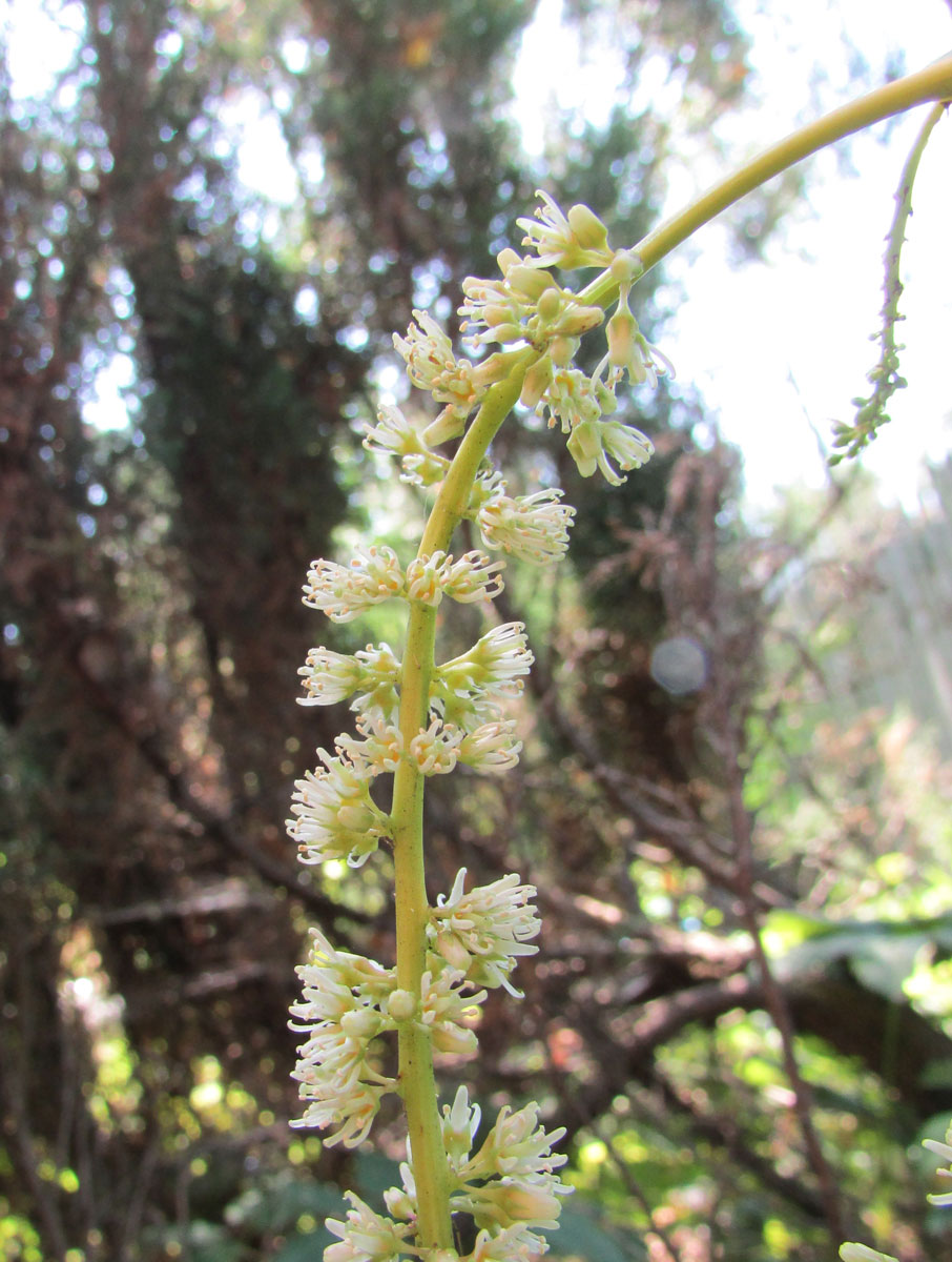 Изображение особи Itea ilicifolia.